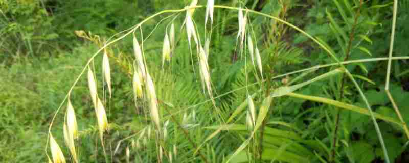 什么时候用小麦野燕麦除草剂